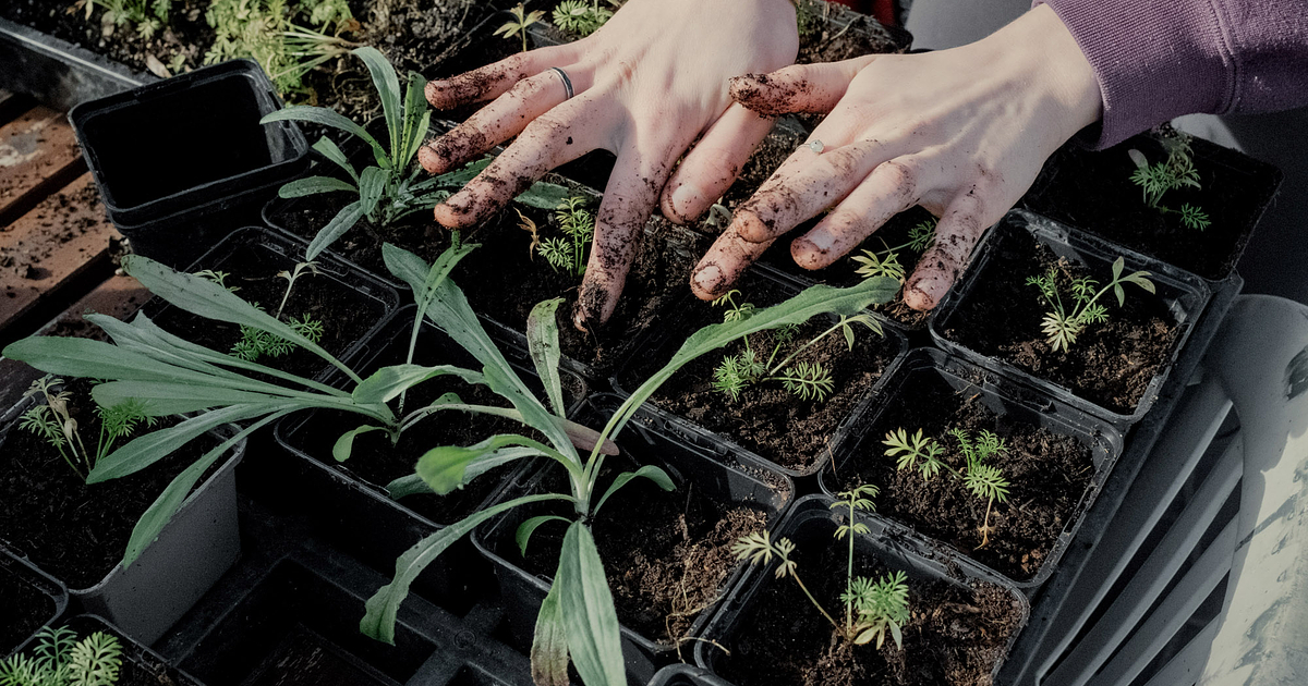 Green social prescribing grants open for applications South Yorkshire